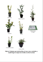 Pack de 50 plantaas de seto 11
